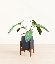 Load image into Gallery viewer, Deep Navy stand:walnut