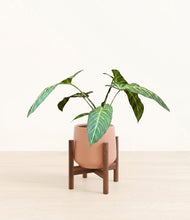 Load image into Gallery viewer, Calm Rose stand:walnut