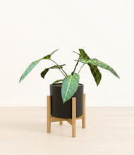 Load image into Gallery viewer, Black stand:bamboo