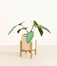 Load image into Gallery viewer, Cream stand:bamboo