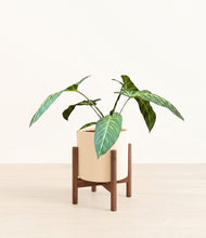 Load image into Gallery viewer, Cream stand:walnut