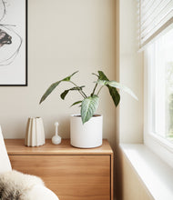 Load image into Gallery viewer, White