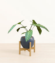 Load image into Gallery viewer, Deep Navy stand:bamboo