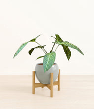 Load image into Gallery viewer, Deep Ocean stand:bamboo
