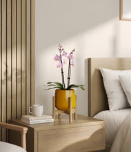 Load image into Gallery viewer, Mustard stand:bamboo