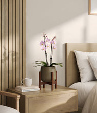 Load image into Gallery viewer, Olive stand:walnut