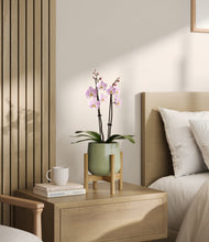 Load image into Gallery viewer, Turquoise stand:bamboo