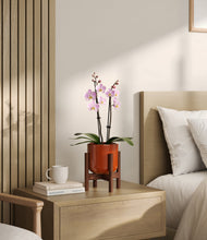 Load image into Gallery viewer, Glossy Red stand:walnut