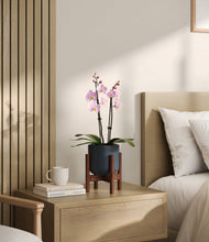 Load image into Gallery viewer, Iron Gray stand:walnut