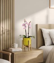 Load image into Gallery viewer, Key Lime Yellow stand:bamboo
