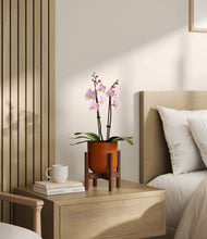 Load image into Gallery viewer, Earth Red stand:walnut