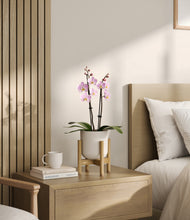 Load image into Gallery viewer, Natural Bamboo stand:bamboo