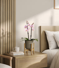 Load image into Gallery viewer, Sage Green stand:bamboo