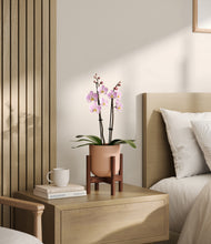 Load image into Gallery viewer, Sandy Pink stand:walnut