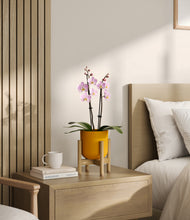 Load image into Gallery viewer, Sunset Orange stand:bamboo