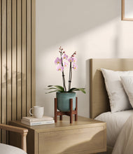 Load image into Gallery viewer, Reactive Aqua stand:walnut