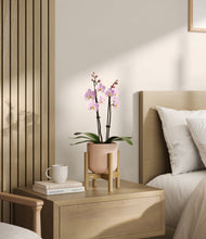 Load image into Gallery viewer, Sandy Pink stand:bamboo