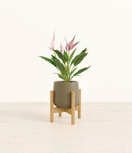 Load image into Gallery viewer, Olive stand:bamboo