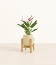 Load image into Gallery viewer, Almond Green stand:bamboo