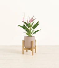 Load image into Gallery viewer, Eternal Gray stand:bamboo