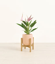 Load image into Gallery viewer, Gentle Pink stand:bamboo