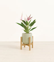 Load image into Gallery viewer, Turquoise stand:bamboo