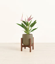 Load image into Gallery viewer, Olive stand:walnut