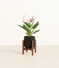Load image into Gallery viewer, Black stand:walnut