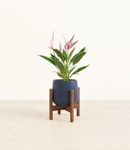 Load image into Gallery viewer, Deep Navy stand:walnut