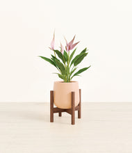 Load image into Gallery viewer, Gentle Pink stand:walnut