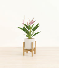 Load image into Gallery viewer, Cotton White stand:bamboo