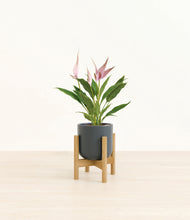 Load image into Gallery viewer, Iron Gray stand:bamboo