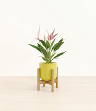 Load image into Gallery viewer, Key Lime Yellow stand:bamboo