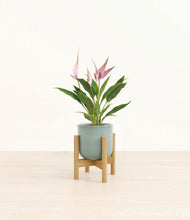 Load image into Gallery viewer, Reactive Aqua stand:bamboo