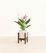 Load image into Gallery viewer, Cotton White stand:walnut