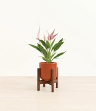 Load image into Gallery viewer, Glossy Red stand:walnut