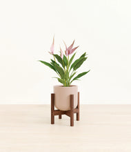 Load image into Gallery viewer, Sandy Pink stand:walnut