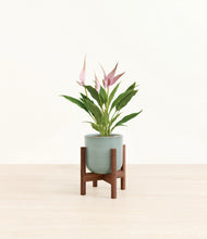 Load image into Gallery viewer, Reactive Aqua stand:walnut