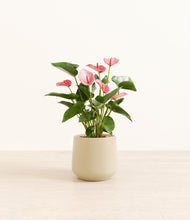 Load image into Gallery viewer, Almond Green*****Profile