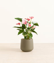 Load image into Gallery viewer, Olive*****Profile