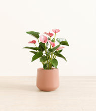 Load image into Gallery viewer, Calm Rose*****Profile