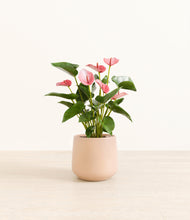 Load image into Gallery viewer, Gentle Pink*****Profile