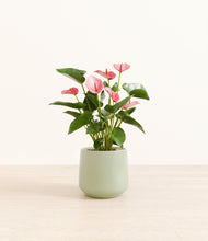 Load image into Gallery viewer, Turquoise*****Profile