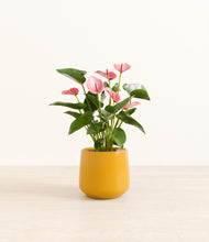 Load image into Gallery viewer, Mustard*****Profile