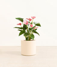 Load image into Gallery viewer, Cream*****Profile