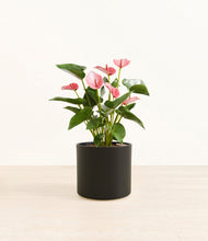 Load image into Gallery viewer, Black*****Profile