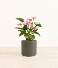 Load image into Gallery viewer, Dark Olive*****Profile