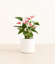 Load image into Gallery viewer, White*****Profile