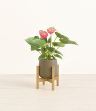 Load image into Gallery viewer, Olive stand:bamboo