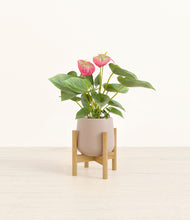 Load image into Gallery viewer, Eternal Gray stand:bamboo